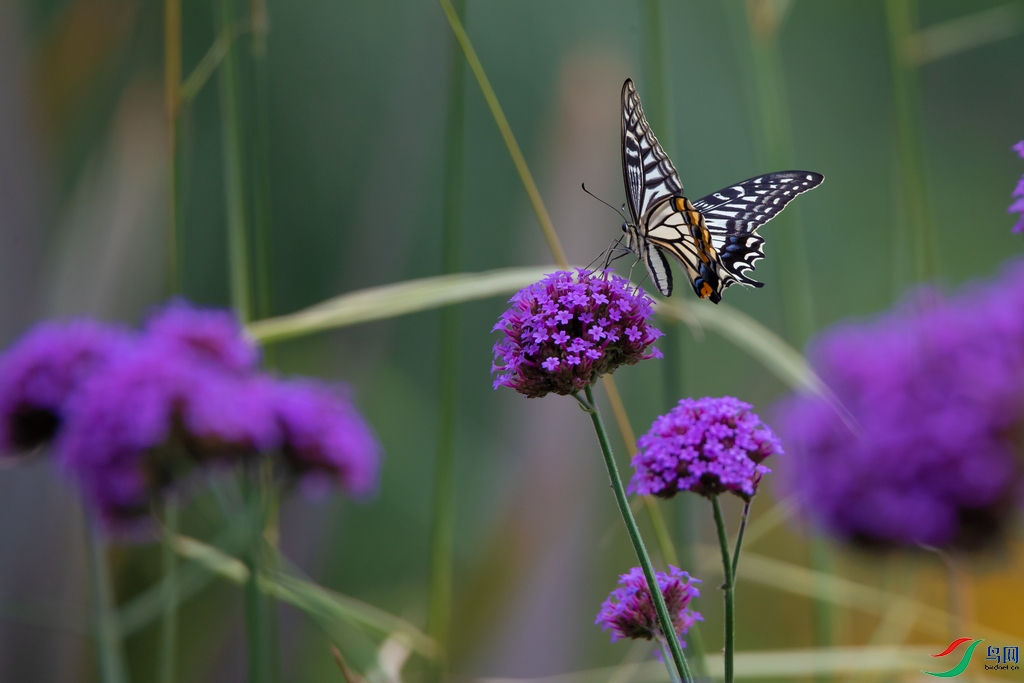 DSC_5672a.jpg