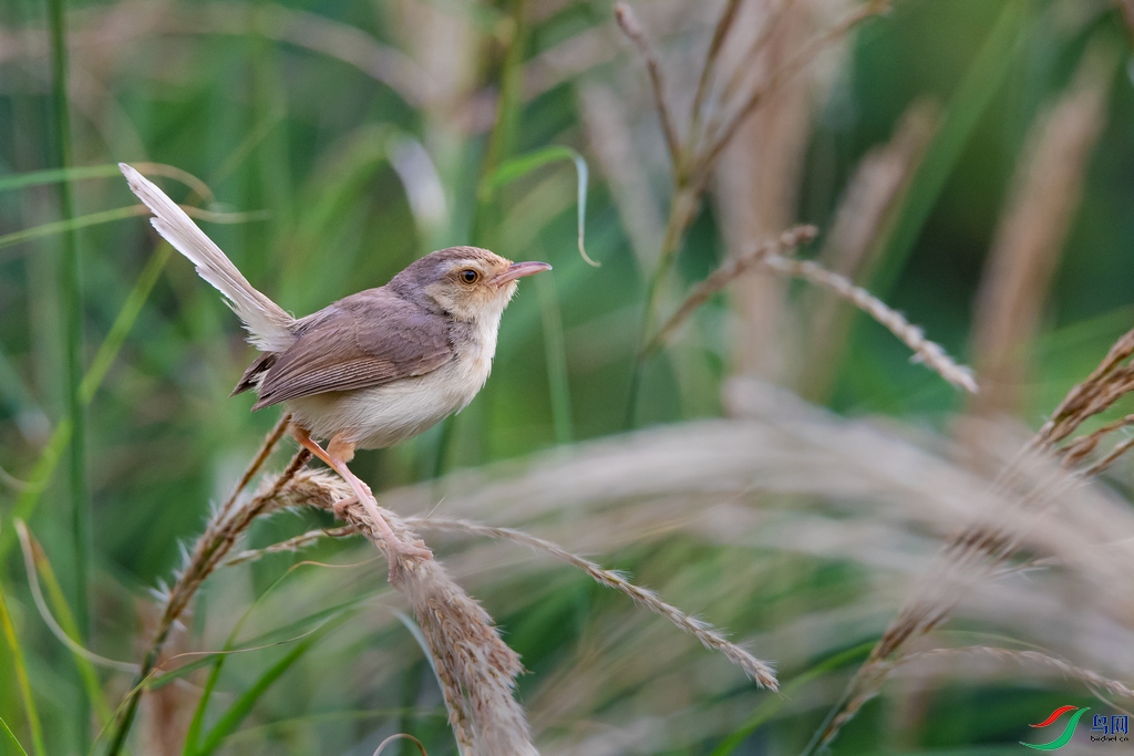 DSC_5734a.jpg