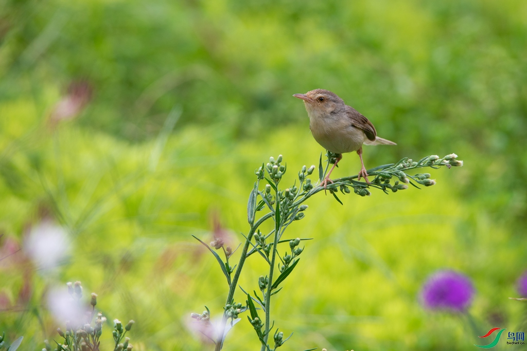 DSC_5808a.jpg