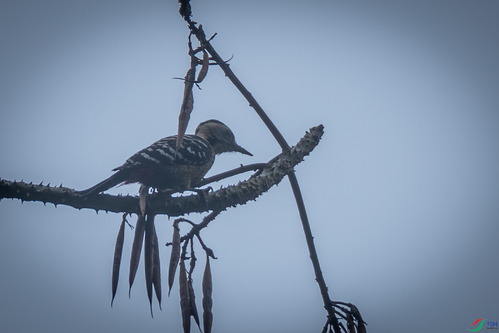 ���ذ���ľ��