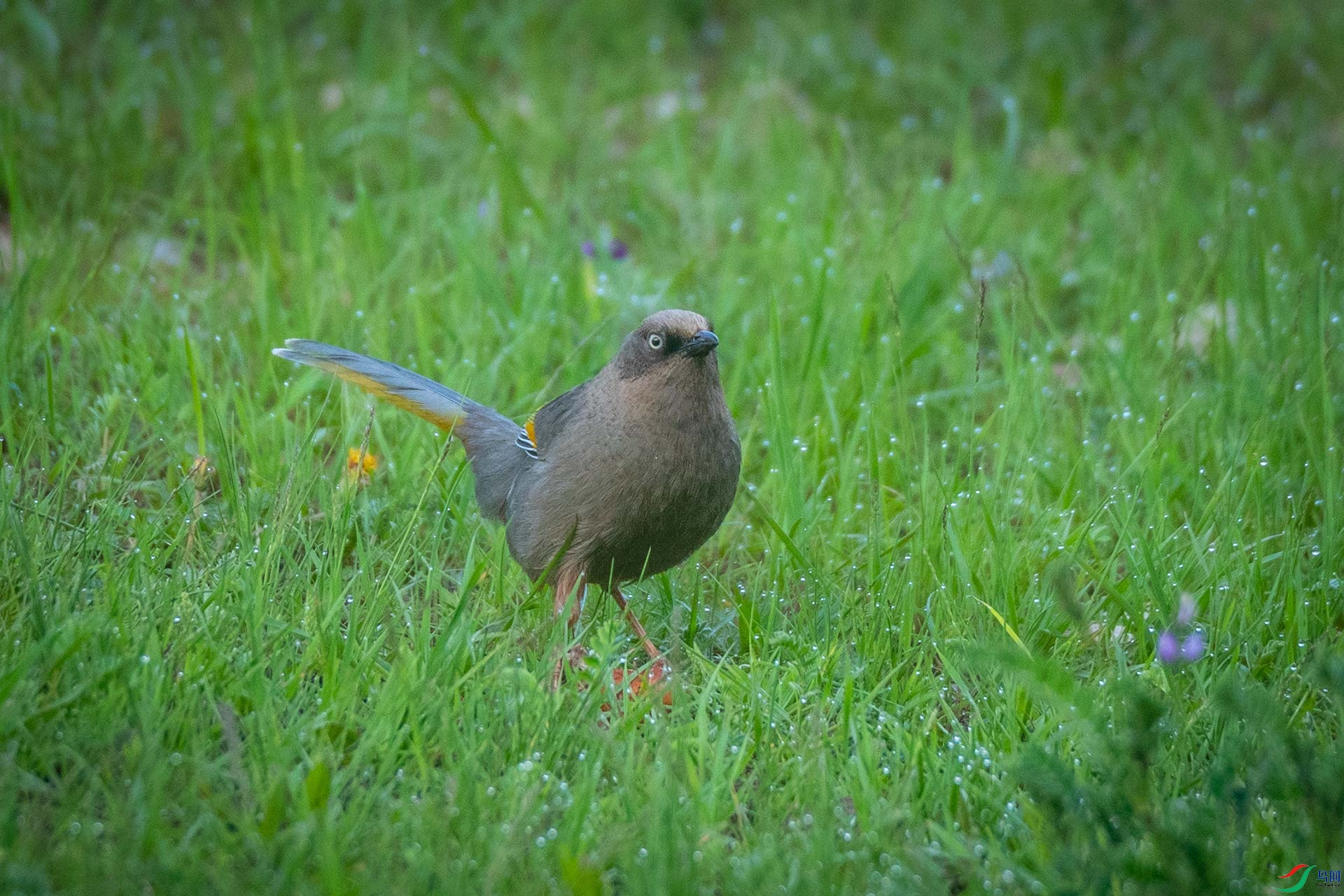 �ȳ�����