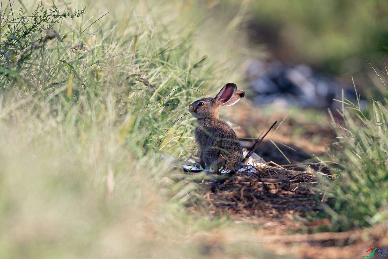 草丛野兔.