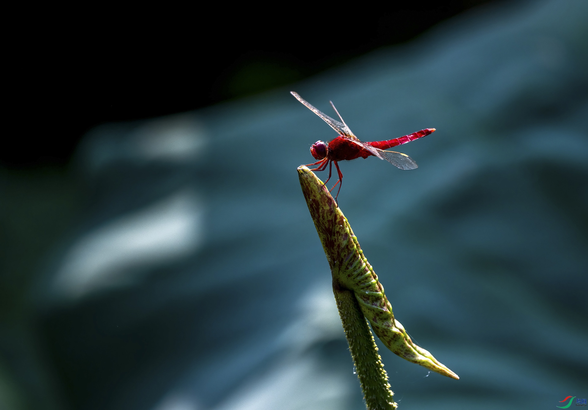 DSC_7330-DeNoiseAI-denoise.jpg
