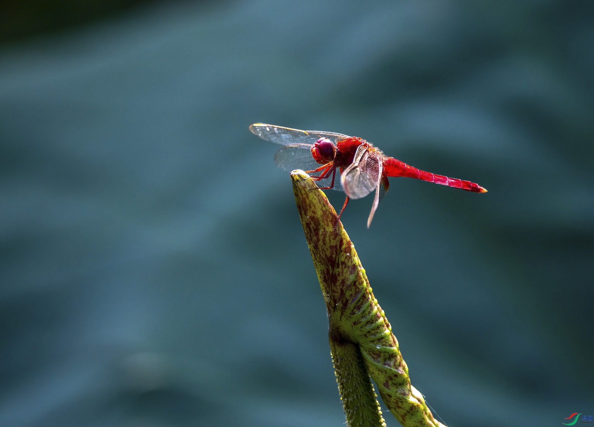 DSC_7329-DeNoiseAI-denoise.jpg
