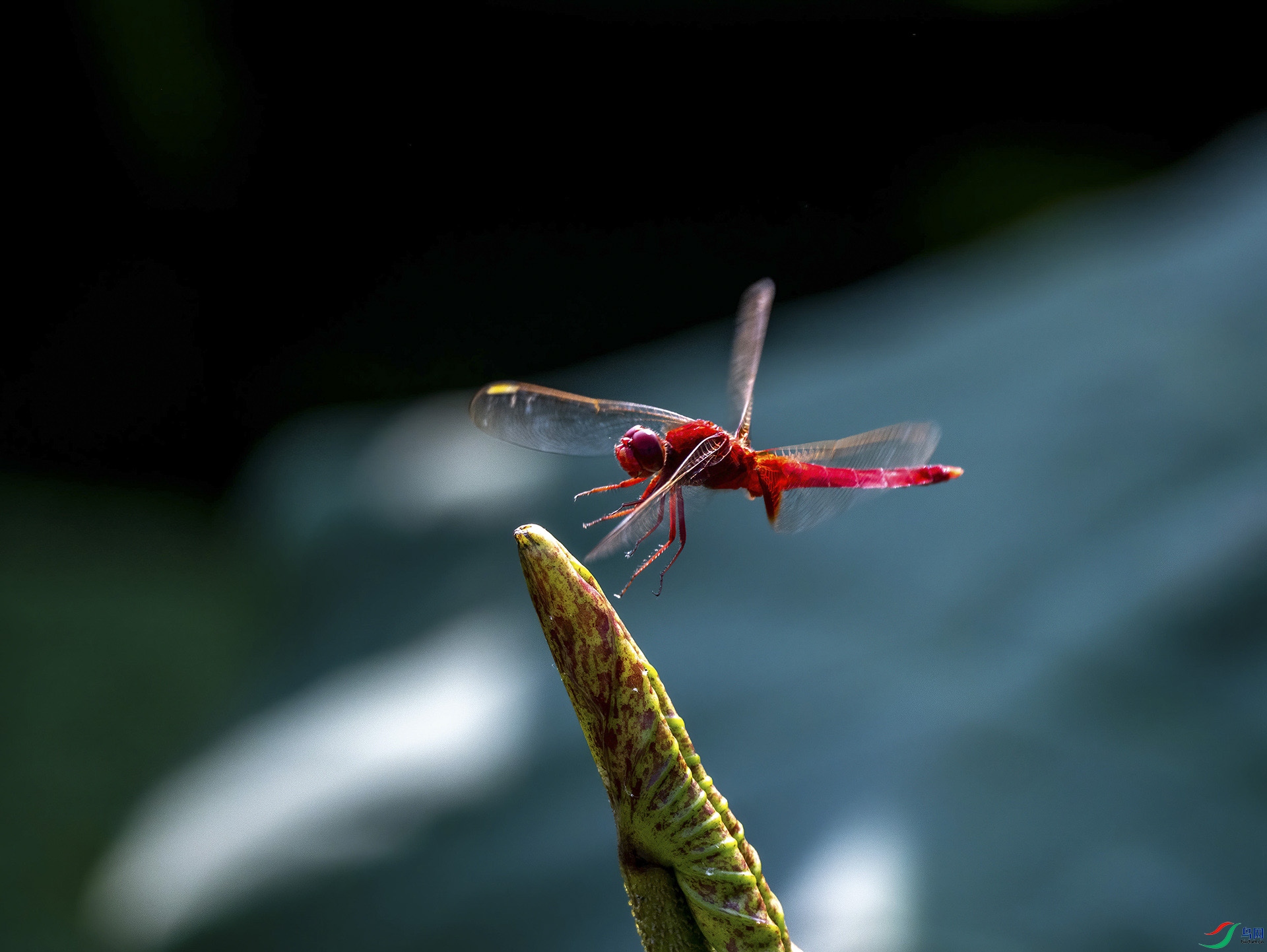 DSC_7354-DeNoiseAI-denoise.jpg