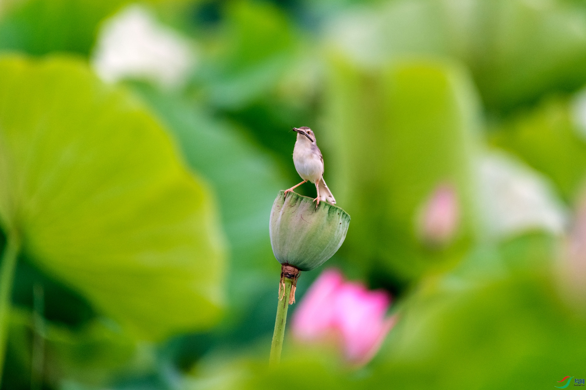 ��_AUU5429����ɫɽ��ݺ(21.7.23)-1.jpg