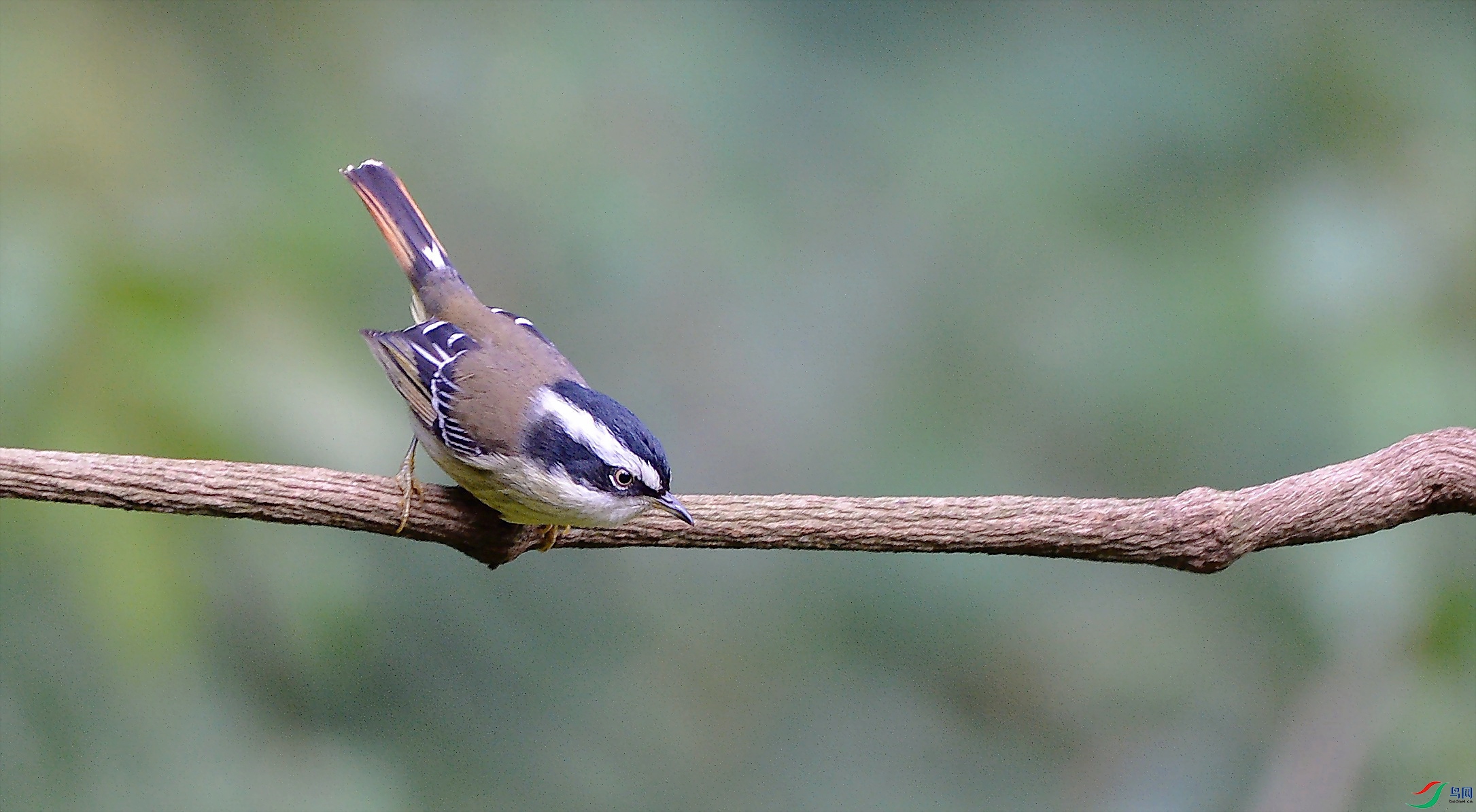 火尾希鹛(祝贺荣获首页精华)