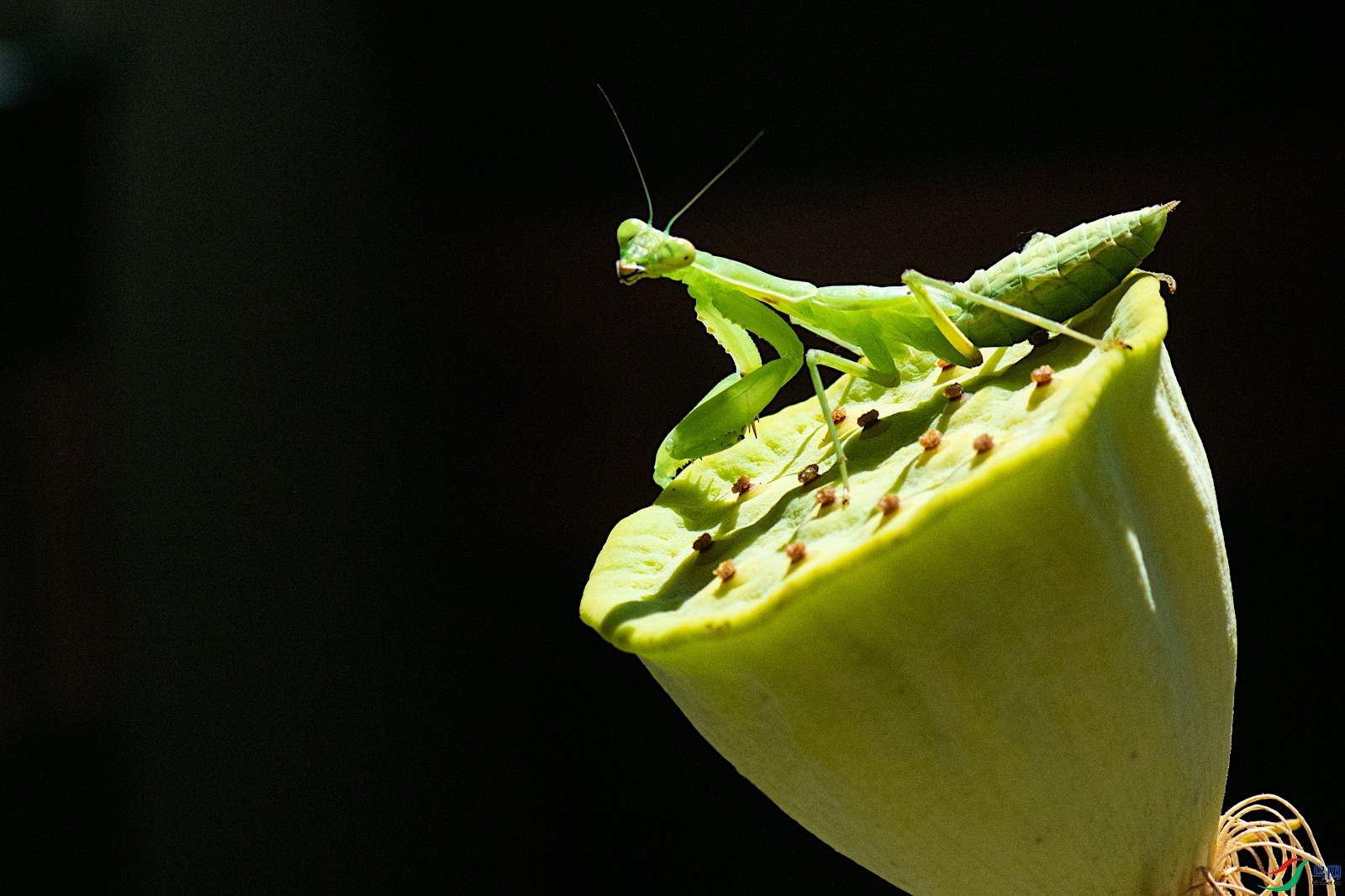 DSC_7120-2.jpg