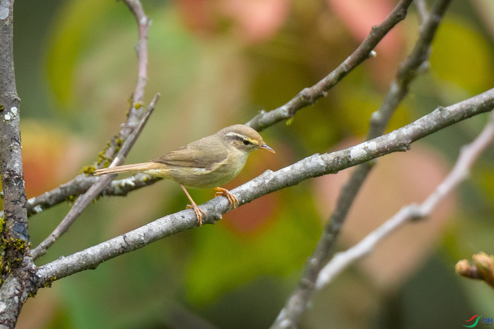 ������ݺ