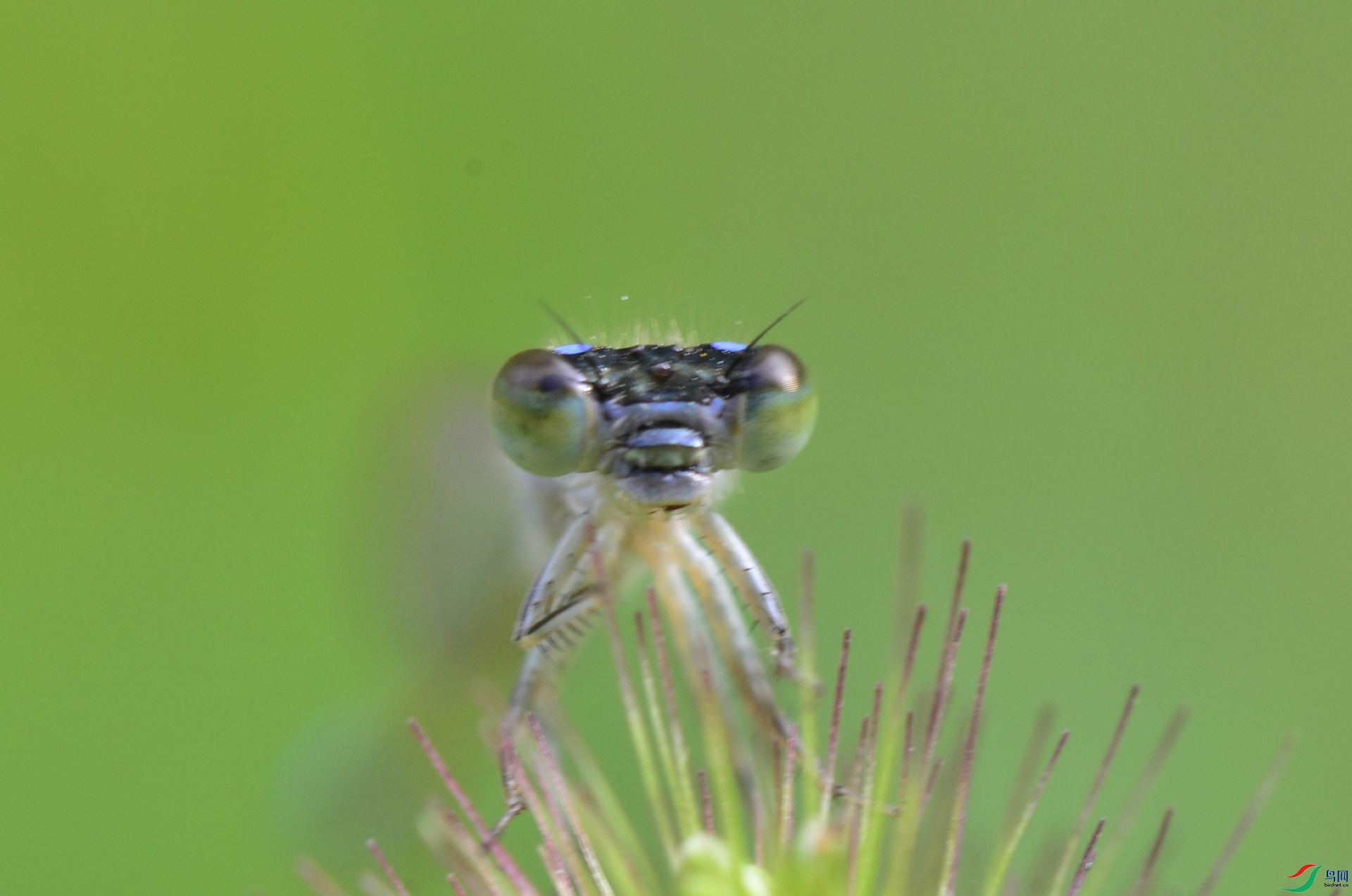 ������Ӱ 5730����.jpg