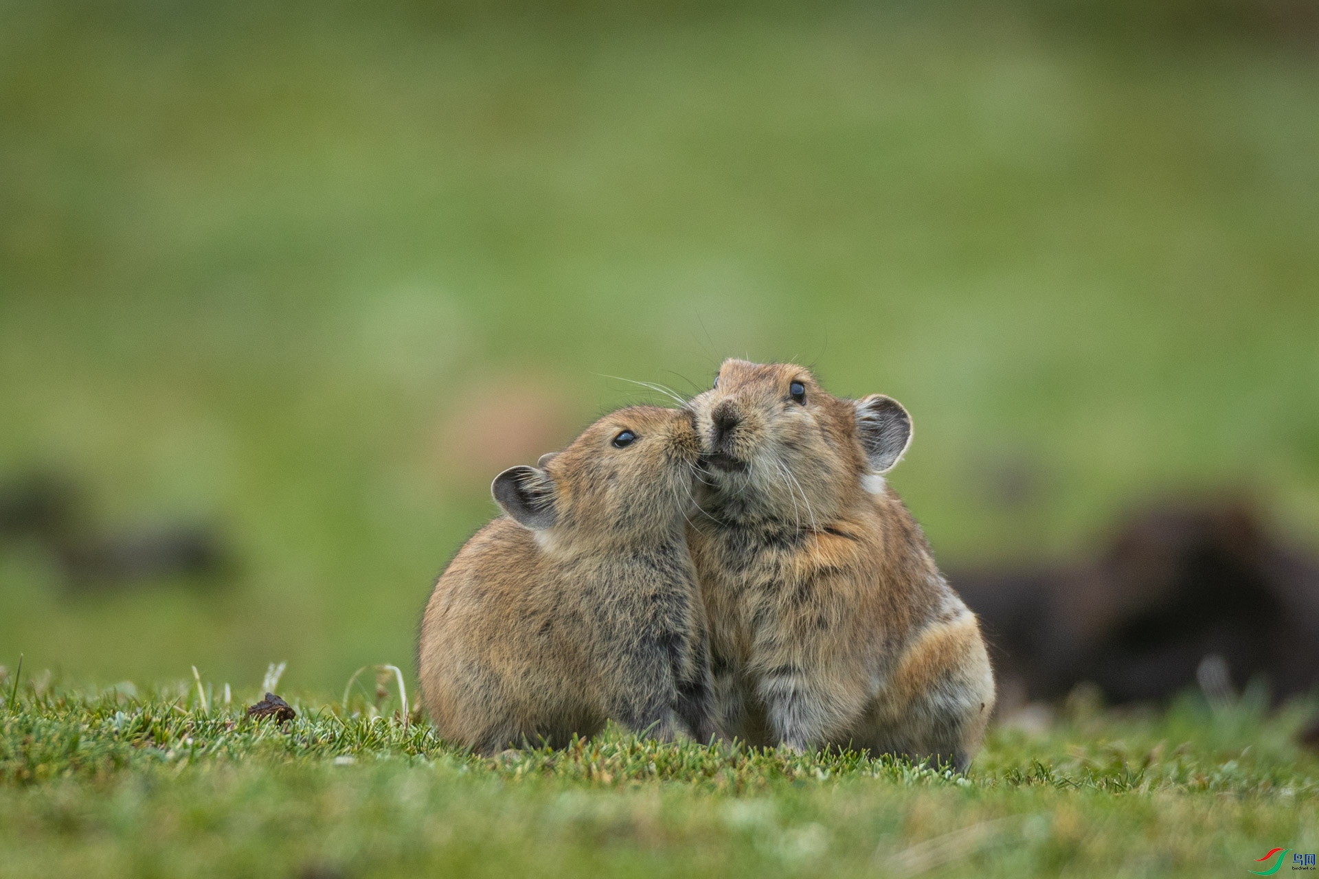 �ڴ�����