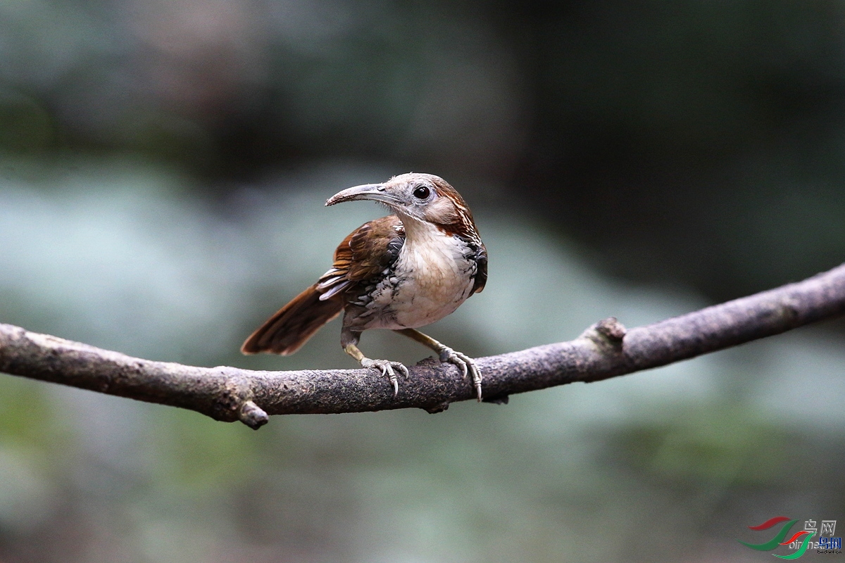 ꖹ�  ��ʦ����������ʡ�������������ݶ�Դ��.jpg