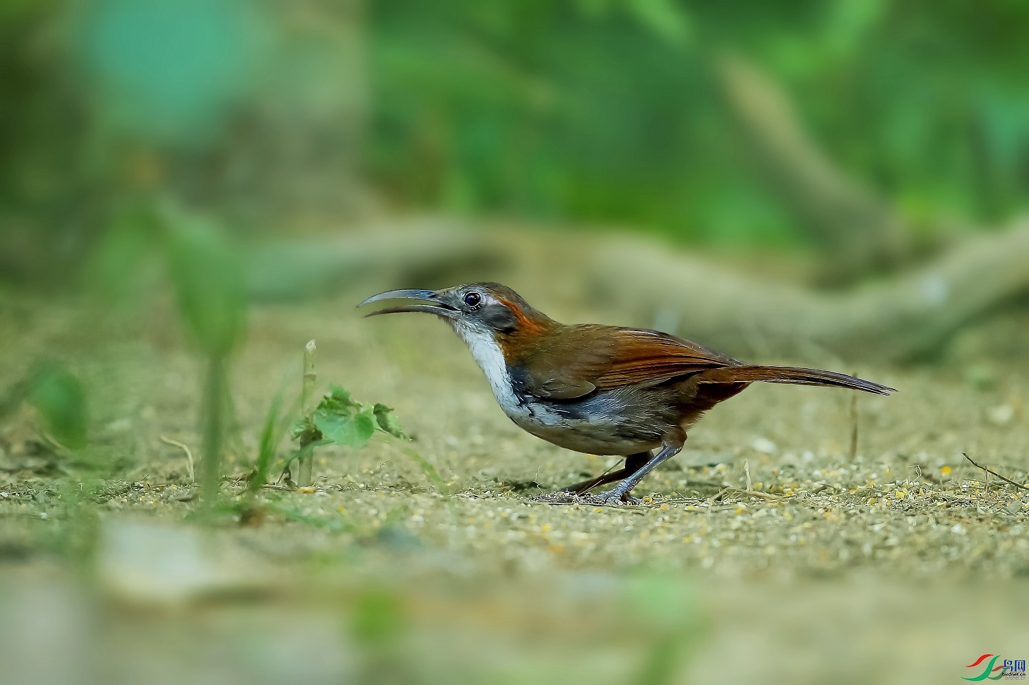 ��Ӱ  ��ʦ����������ʡ�º���徰����������ӯ����0.jpg