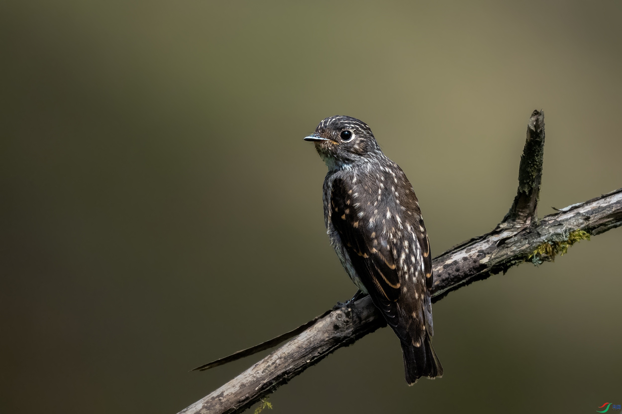 P8240439-1.jpg