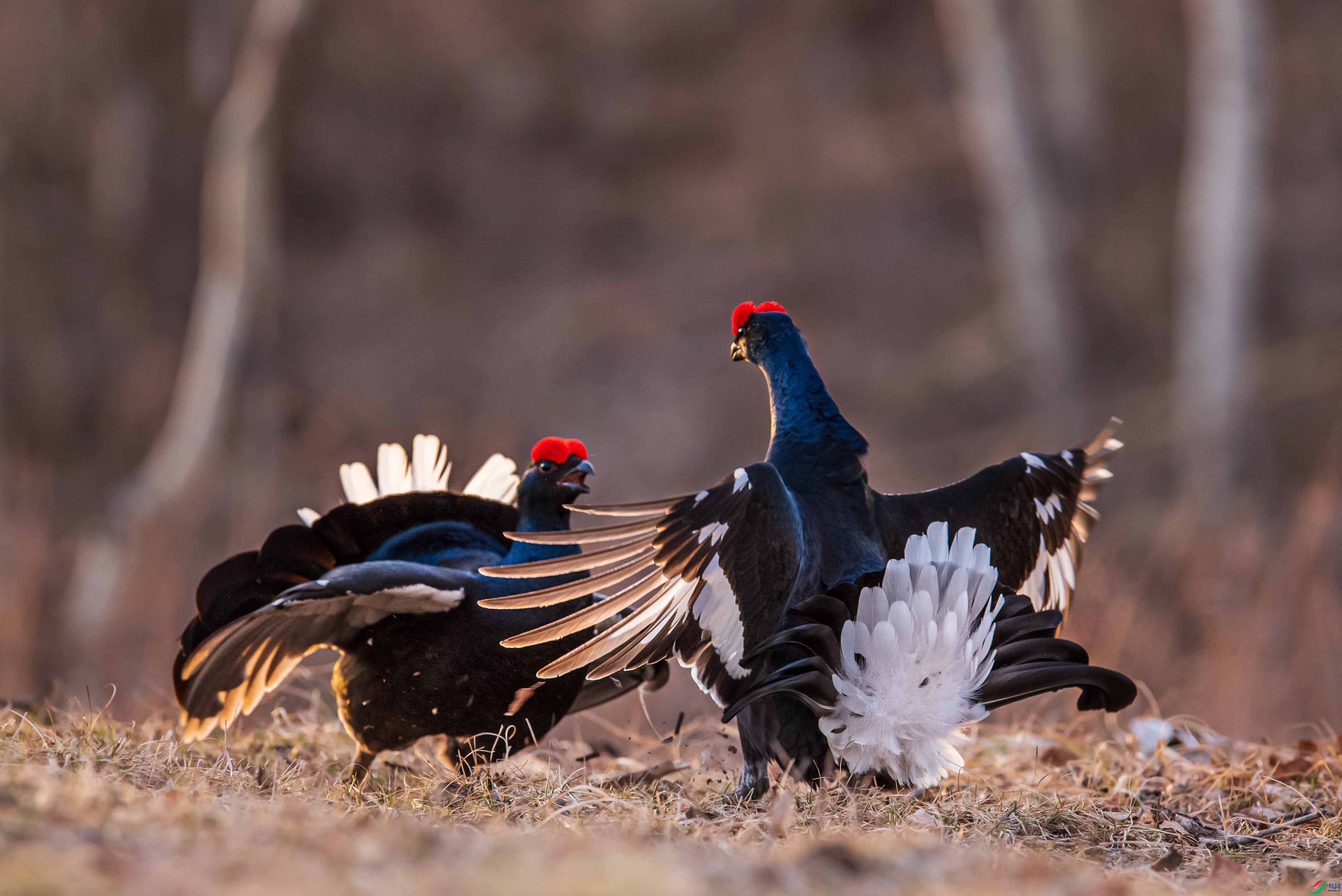 DSC_2061-1.jpg