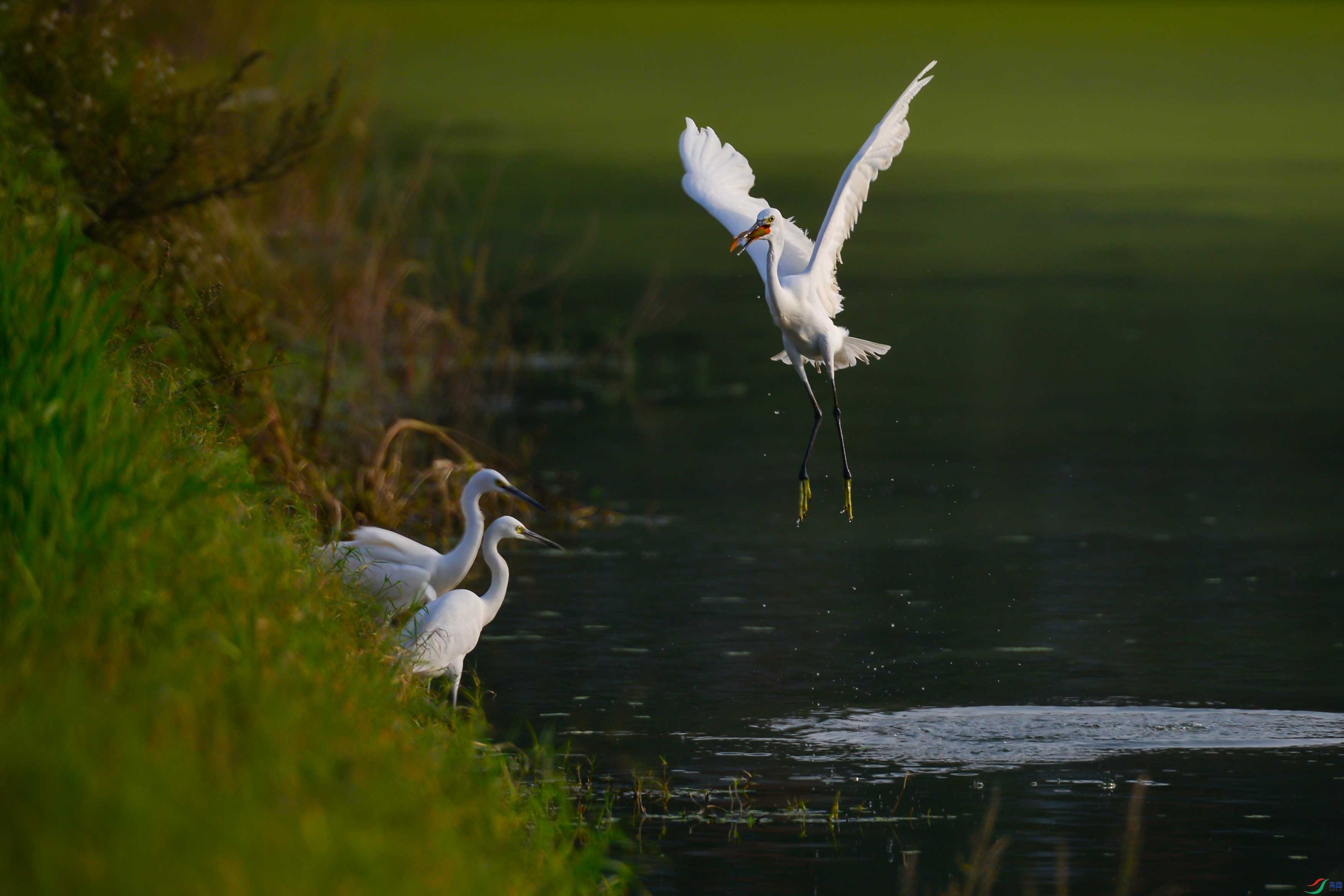 DSC_5721fb.jpg