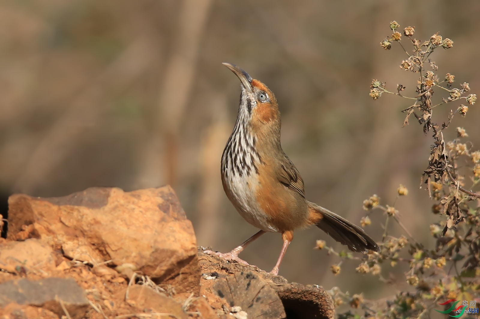 ������ͷ  ��ʦ�����ں���ʡƽ��ɽ��³ɽ��.jpg
