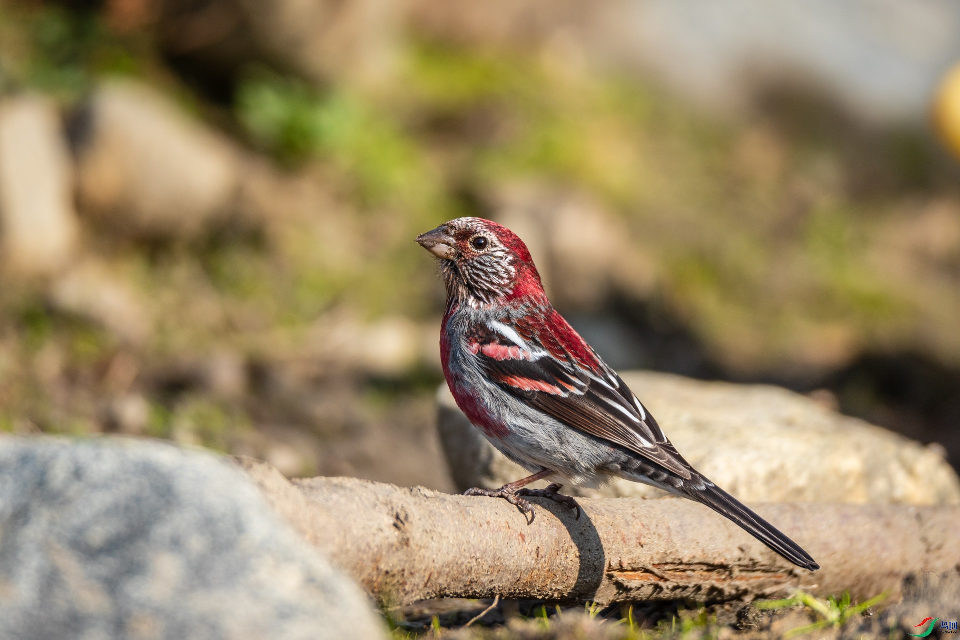 �߳���ȸ[��]