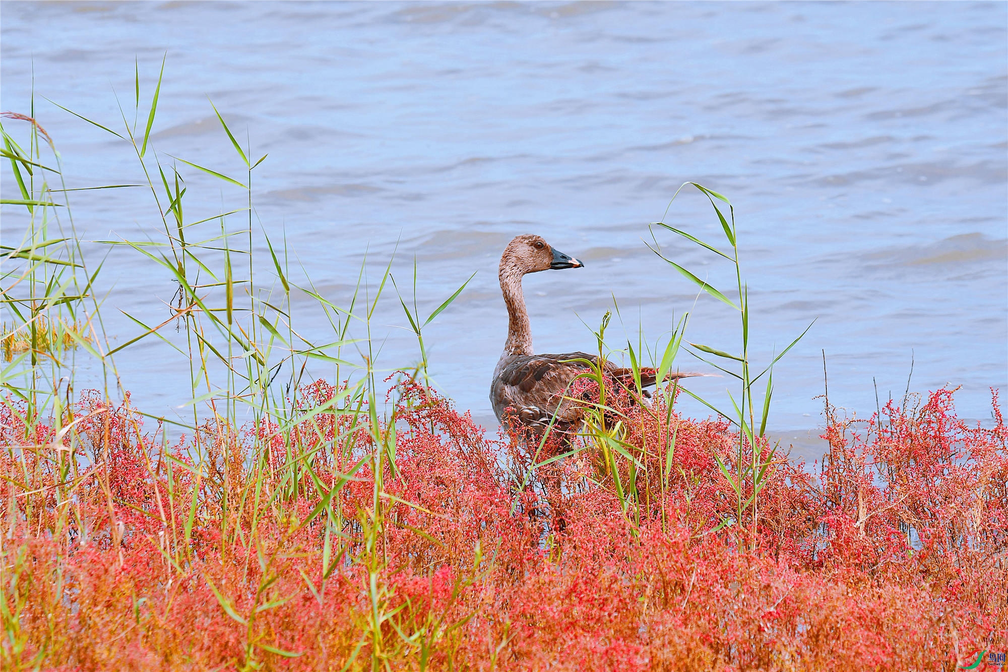 DSC_6590.JPG