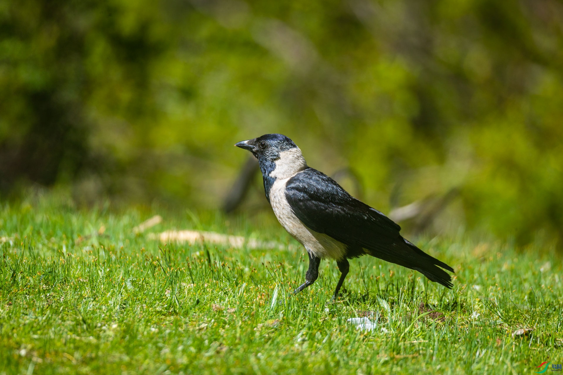 �����ﺮѻ