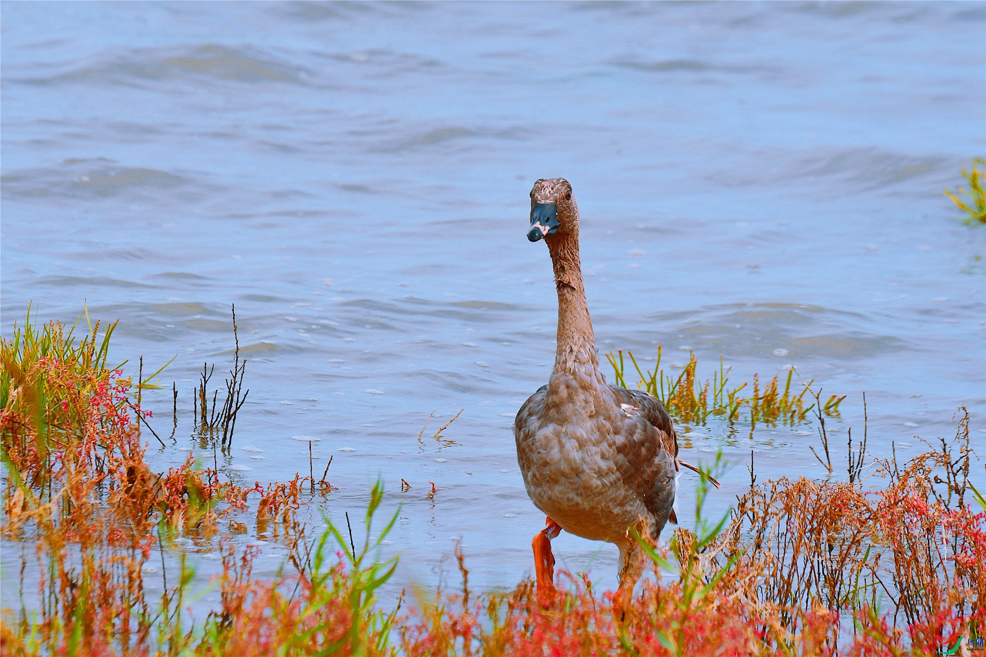DSC_6545.JPG