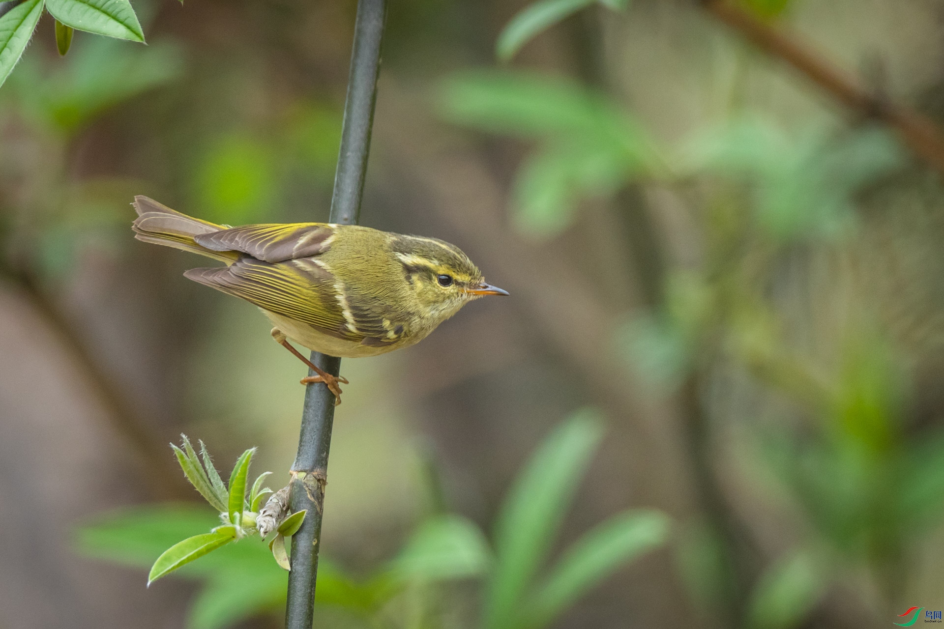 ��������ݺ