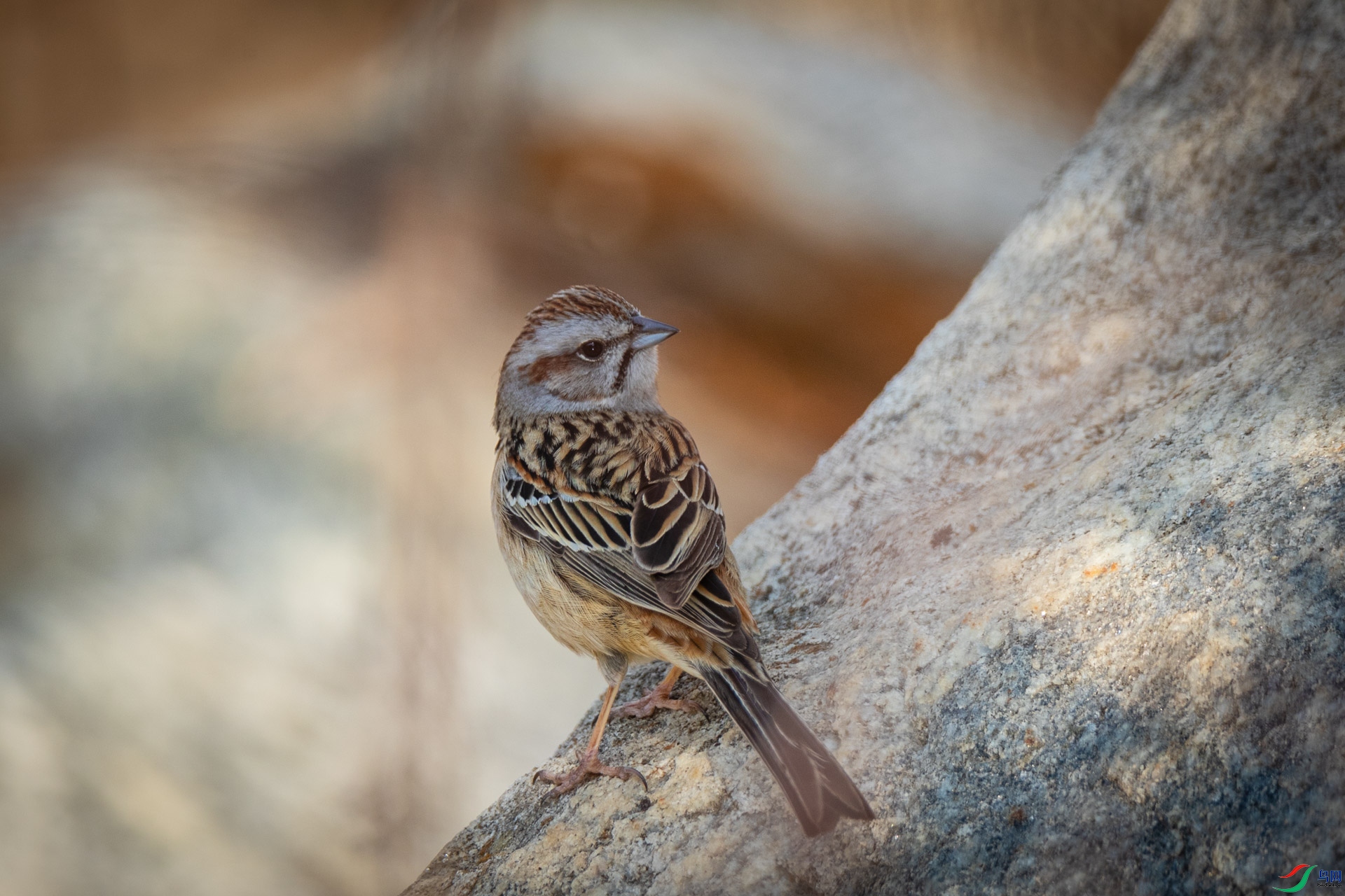 �������c