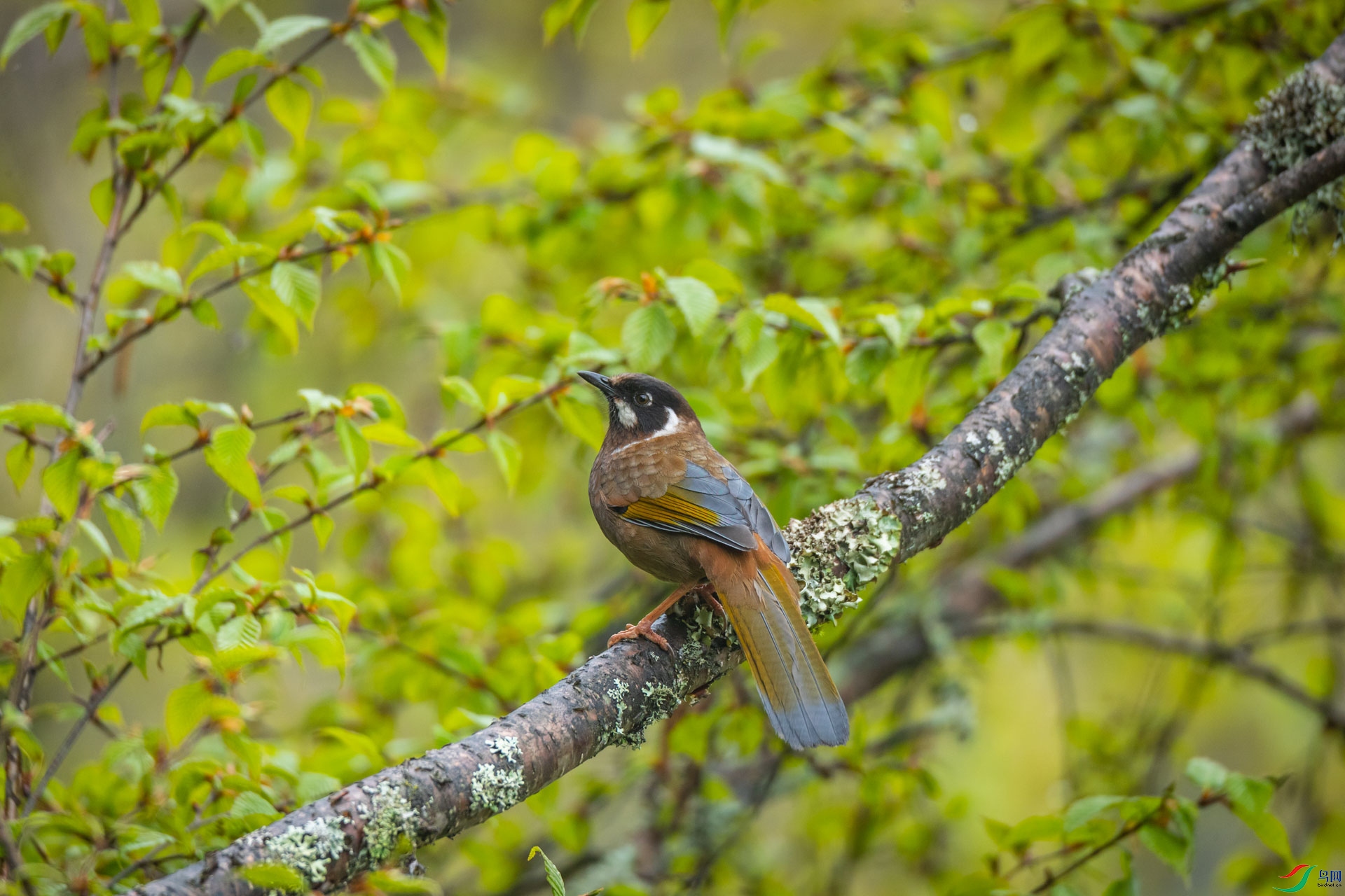 �ڶ�����