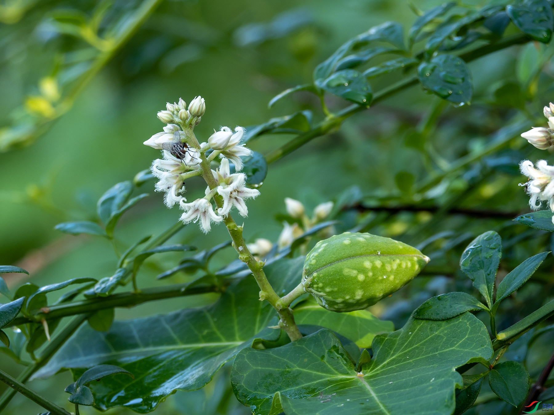 ��ˏ���������Ӭ�ڻ���