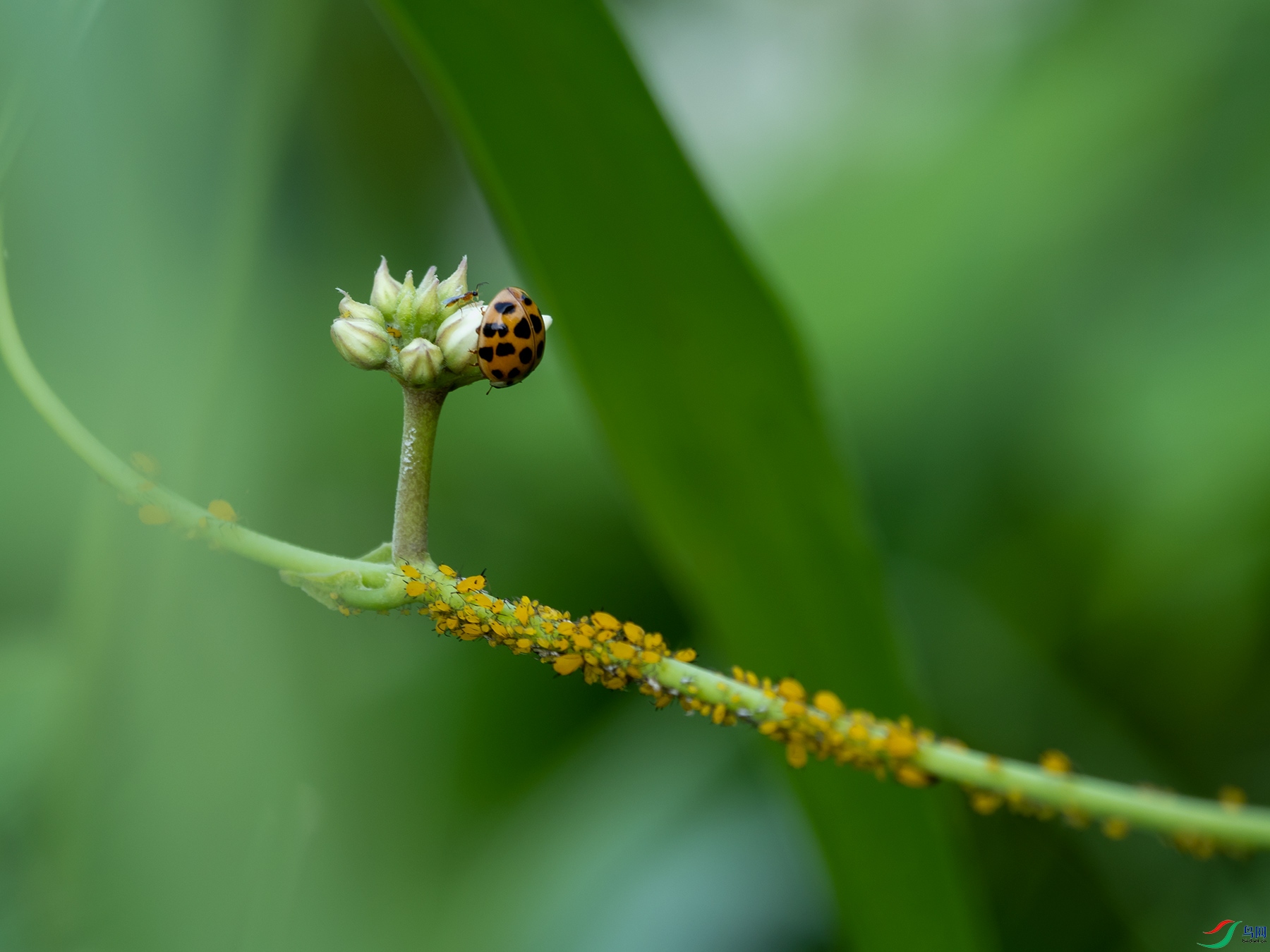 ��ˏ�����ϵ������ʳ��ư��