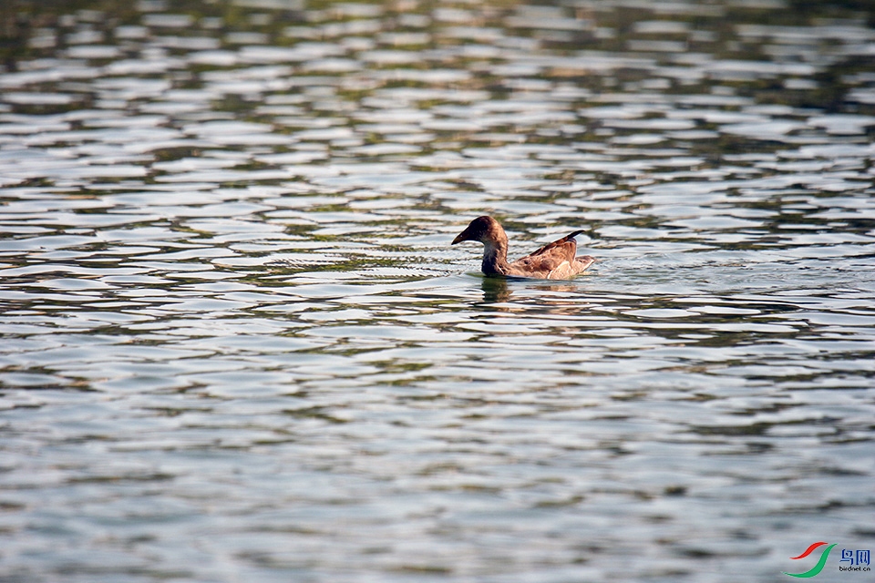 IMG_7006.jpg