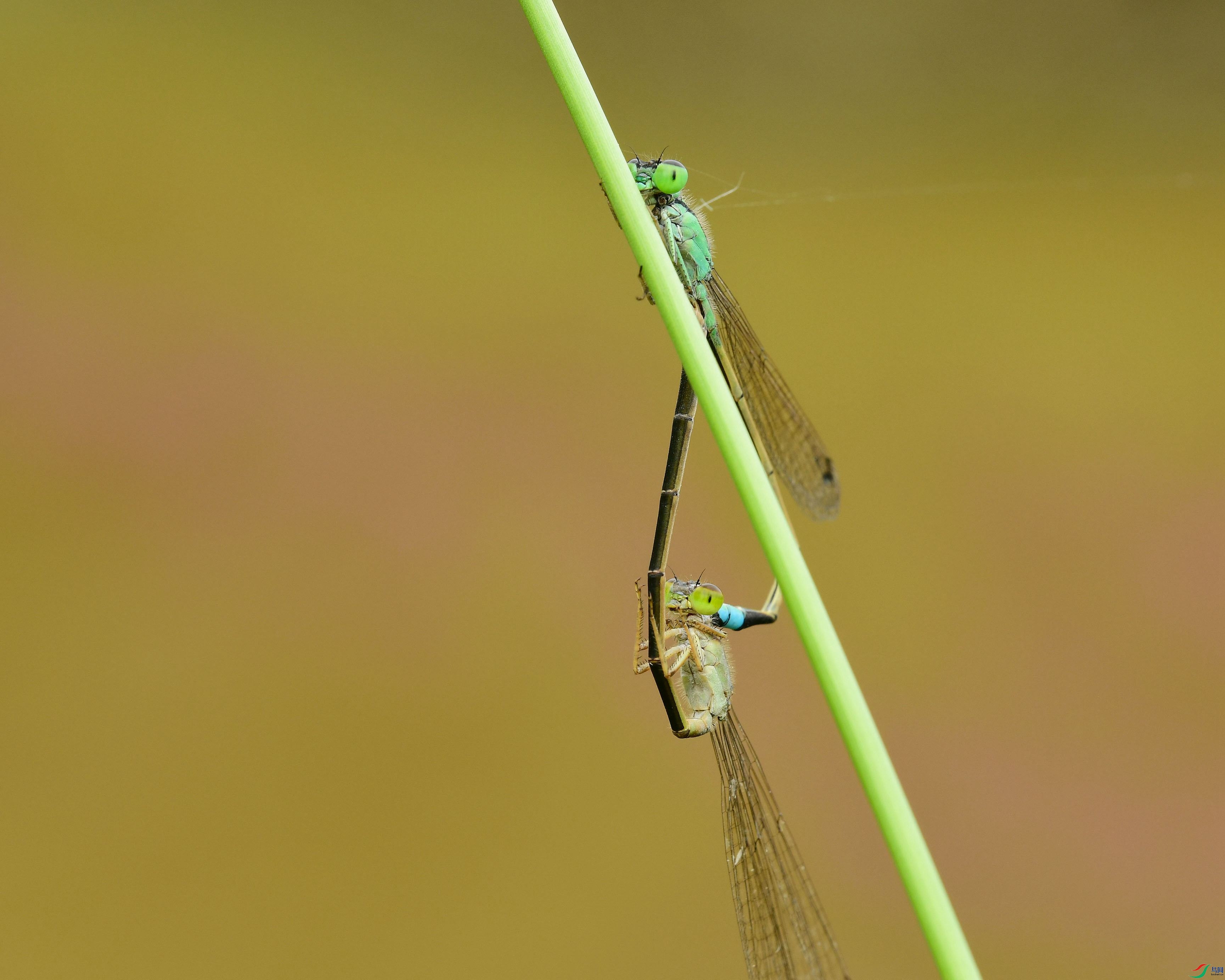 DSC_4062-1_����.jpg