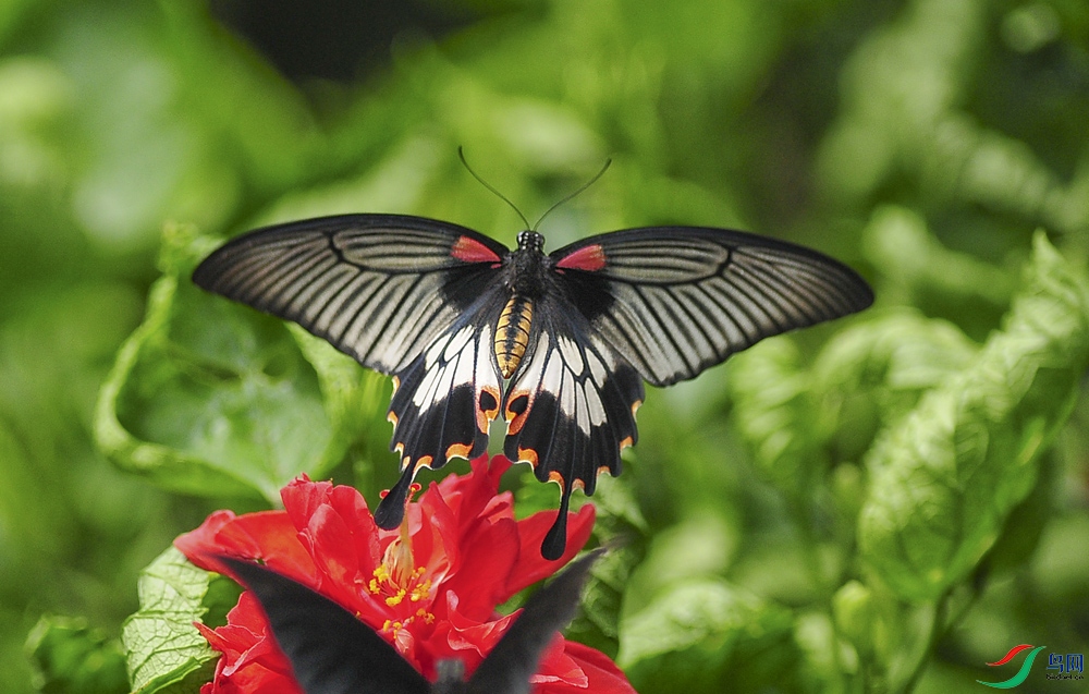 蝴蝶13.jpg