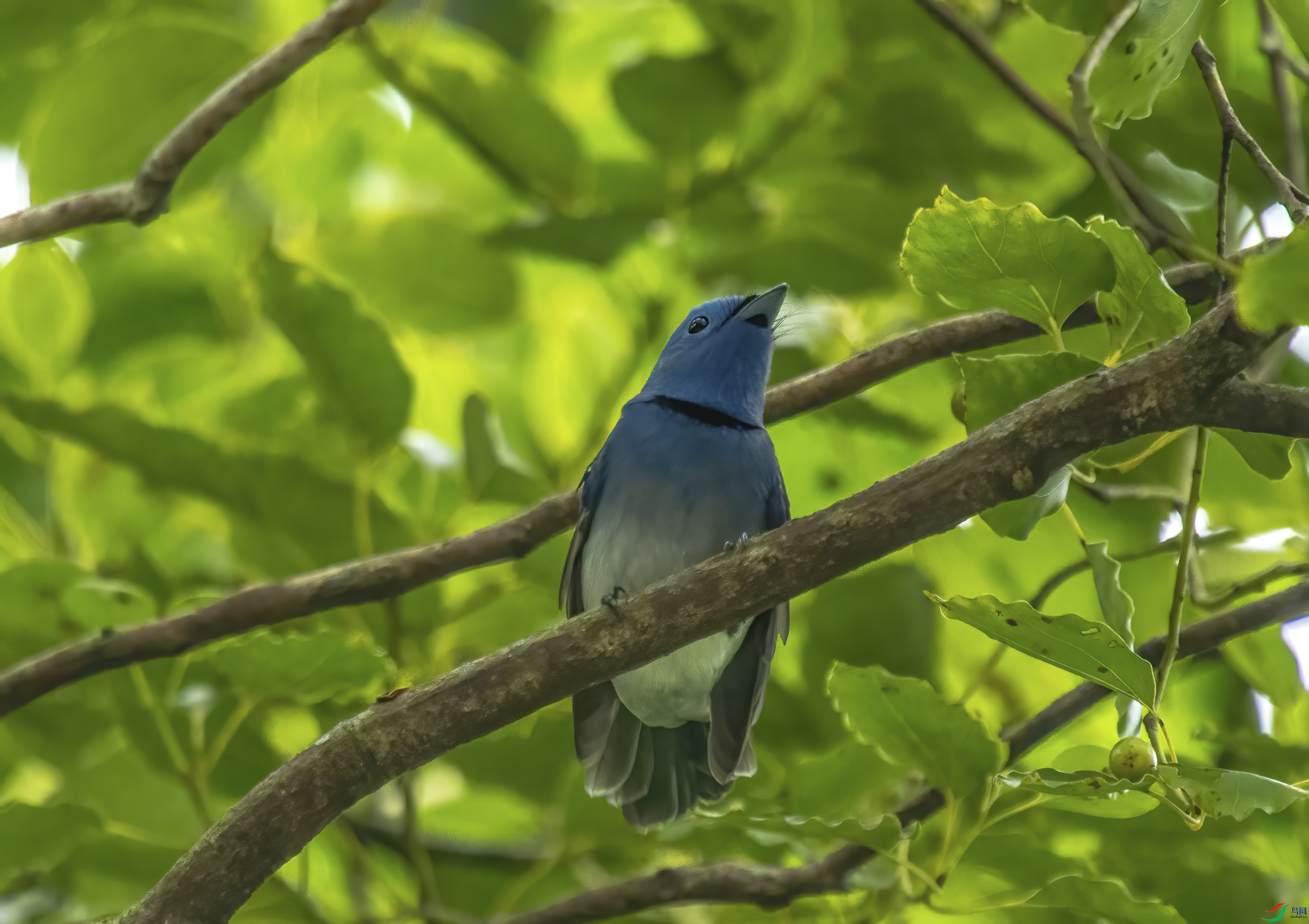 DSC_7716-DeNoiseAI-denoise-gigapixel-width-4000px.jpg