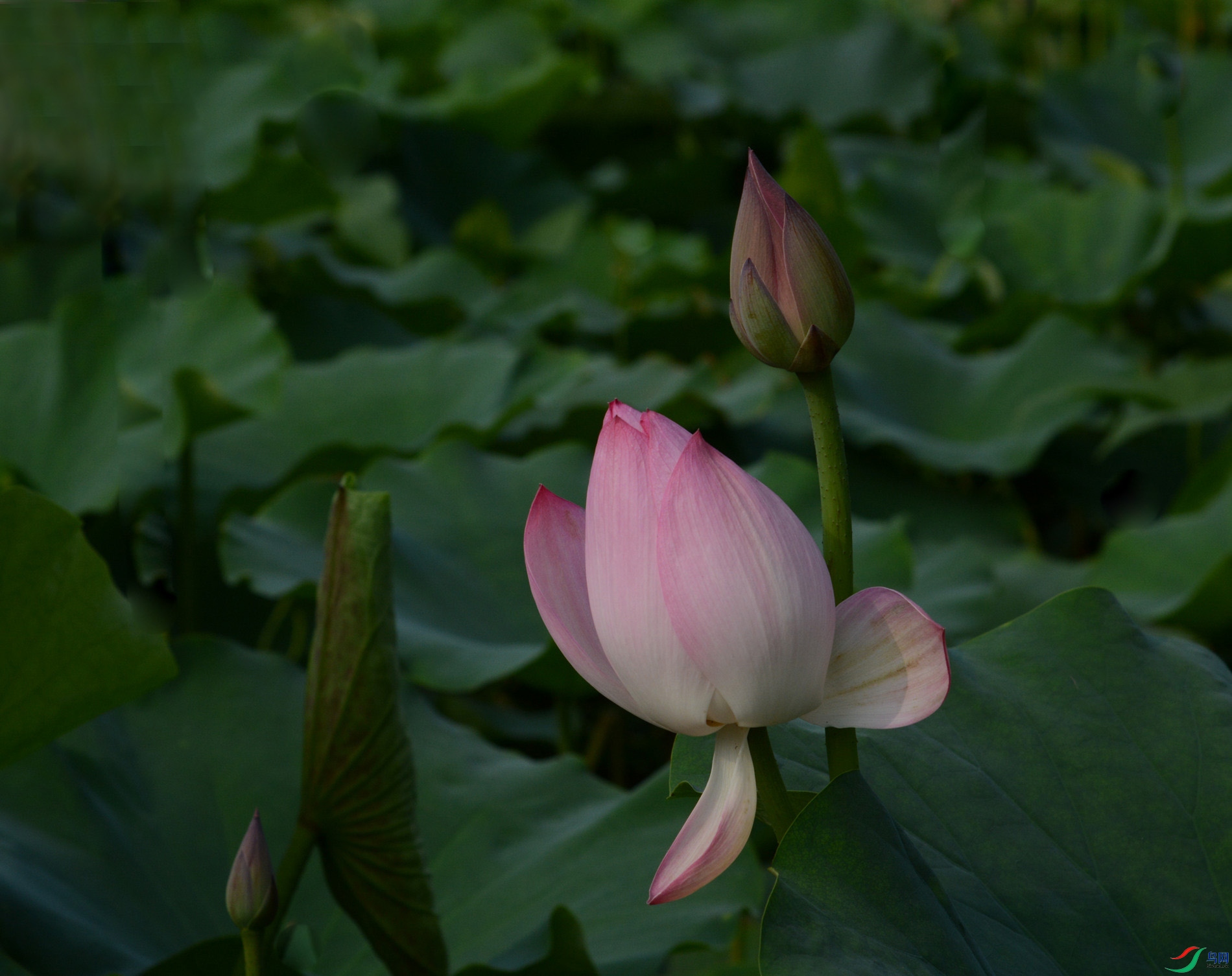 DSC_1532_����_����.jpg