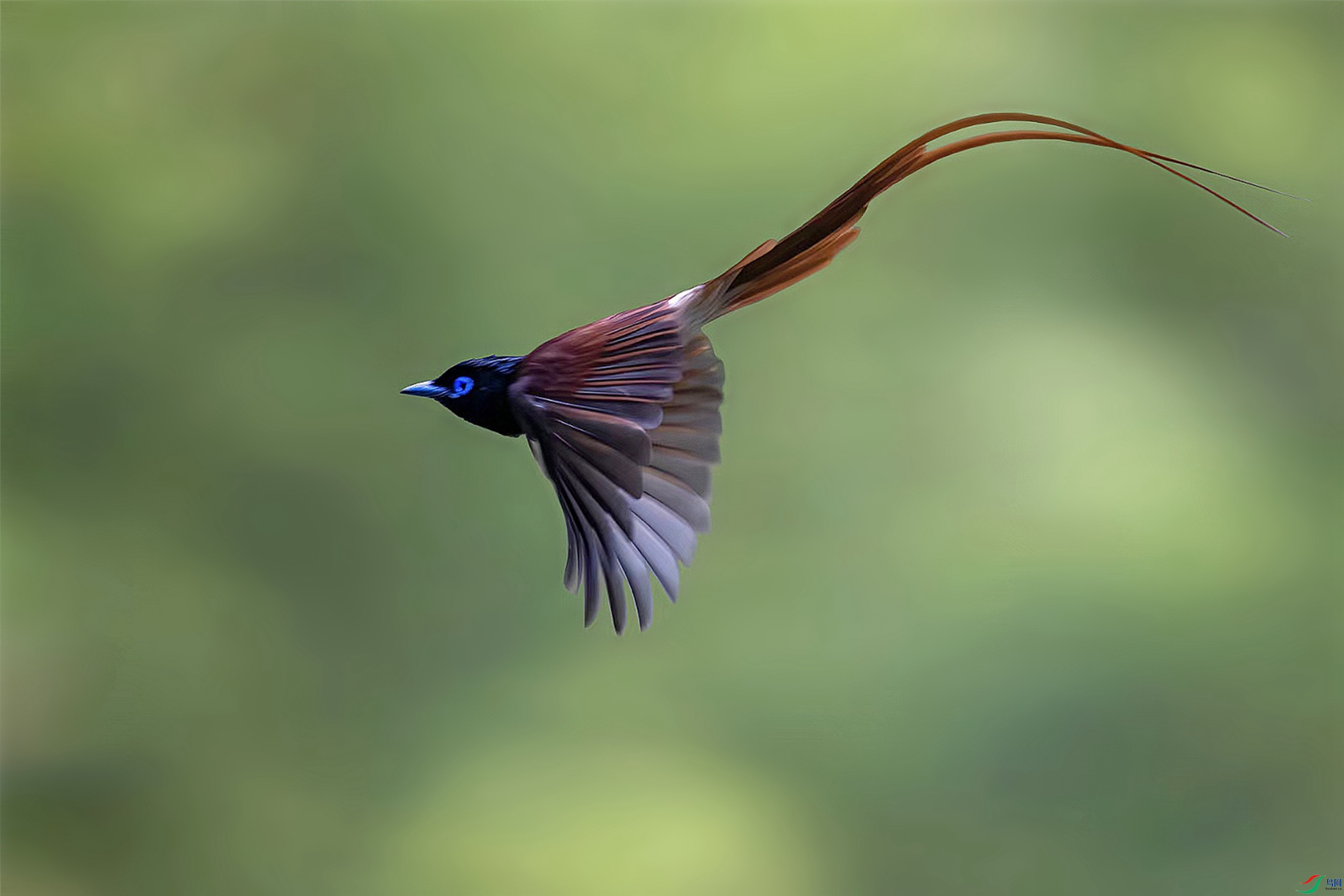 红绶带林中仙子