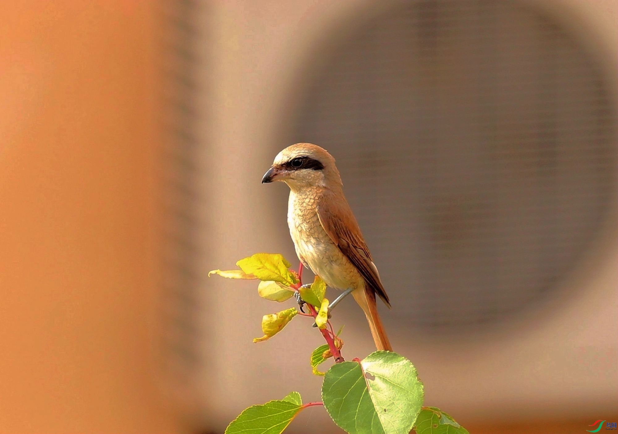 AK2Y8632 2000_����.jpg