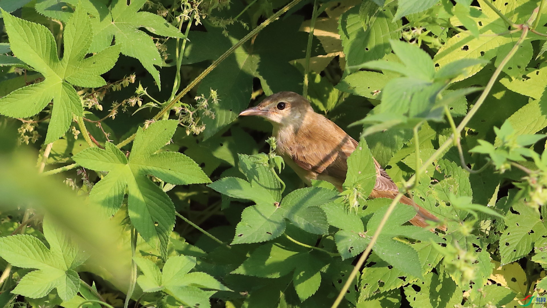 ����Ӣ��