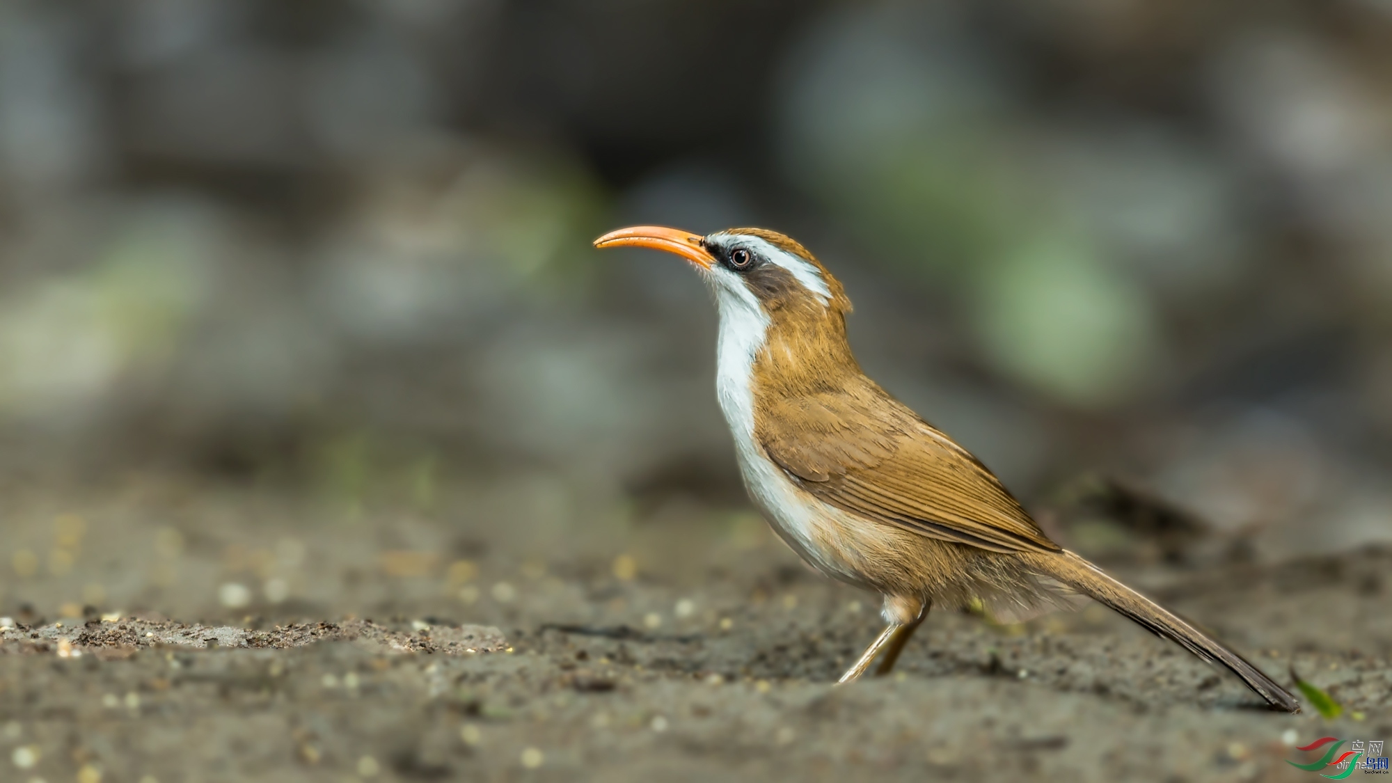 ��ͥ�Ų�YES  ��ʦ����������ʡ�º���徰����������ӯ����.jpg