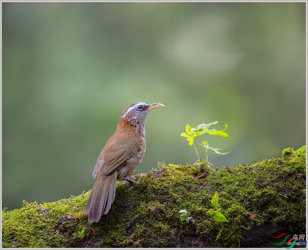 ��СҶ  ��ʦ�����ڹ㶫ʡ�㶫��.jpg