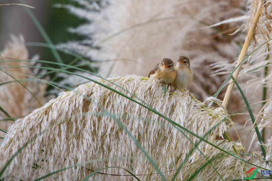 DSC_5824a.jpg