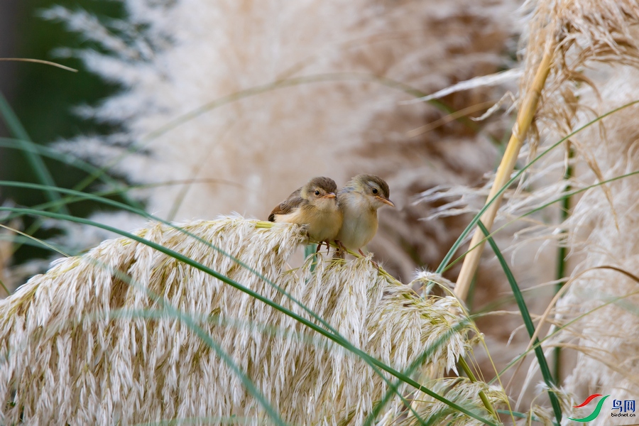 DSC_5826a.jpg