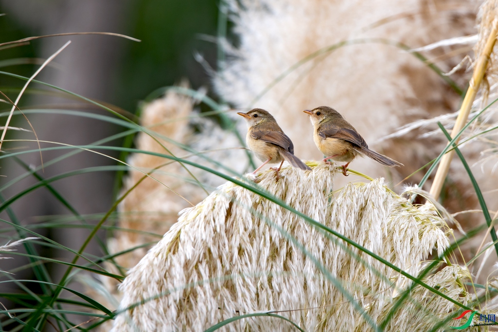 DSC_5827a.jpg