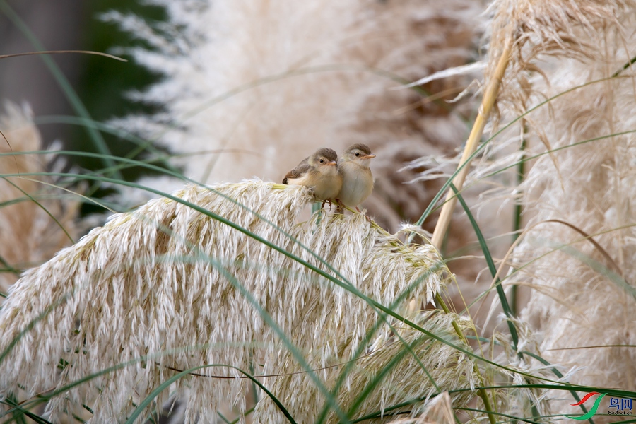 DSC_5825a.jpg