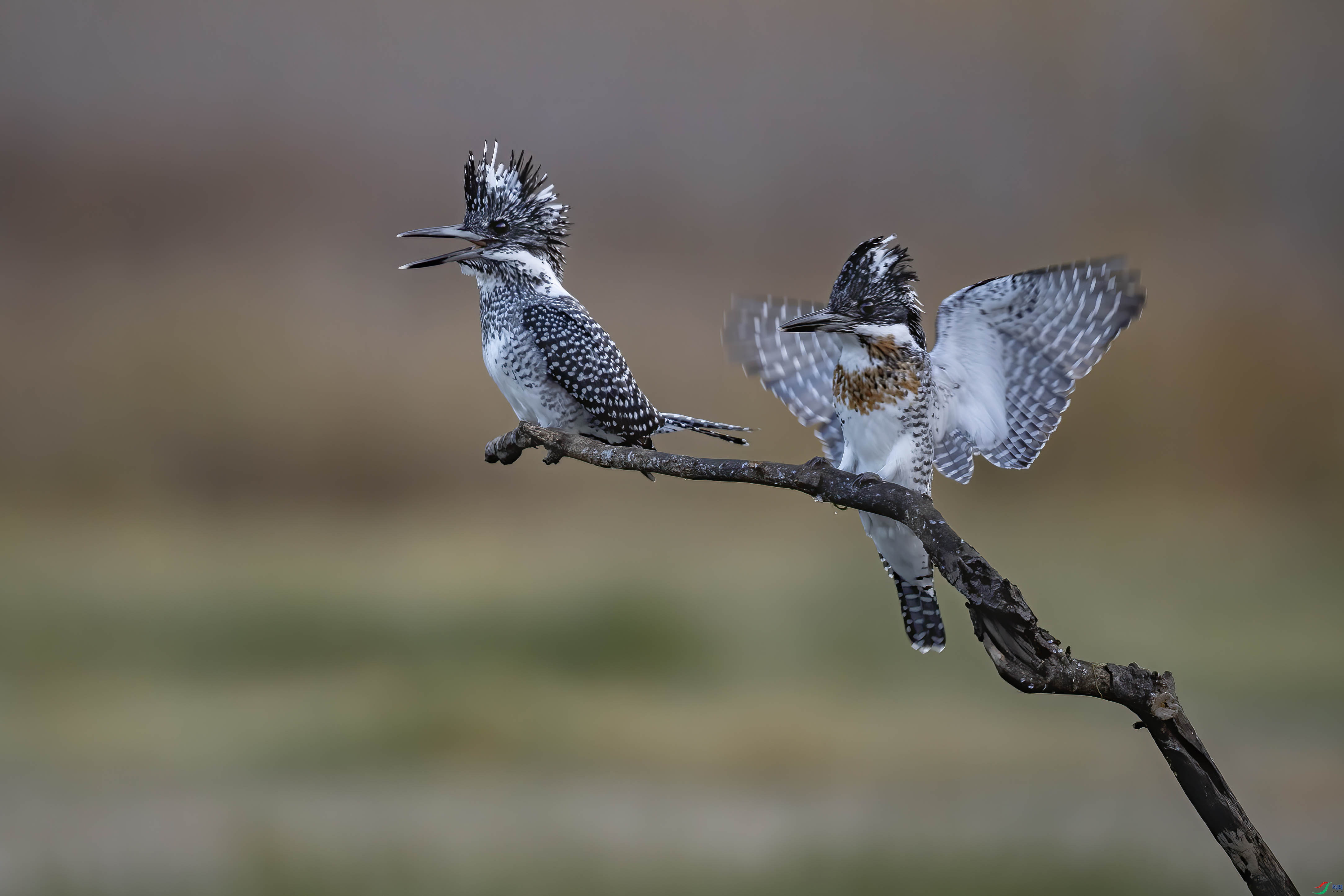 A95I3831 ����.jpg