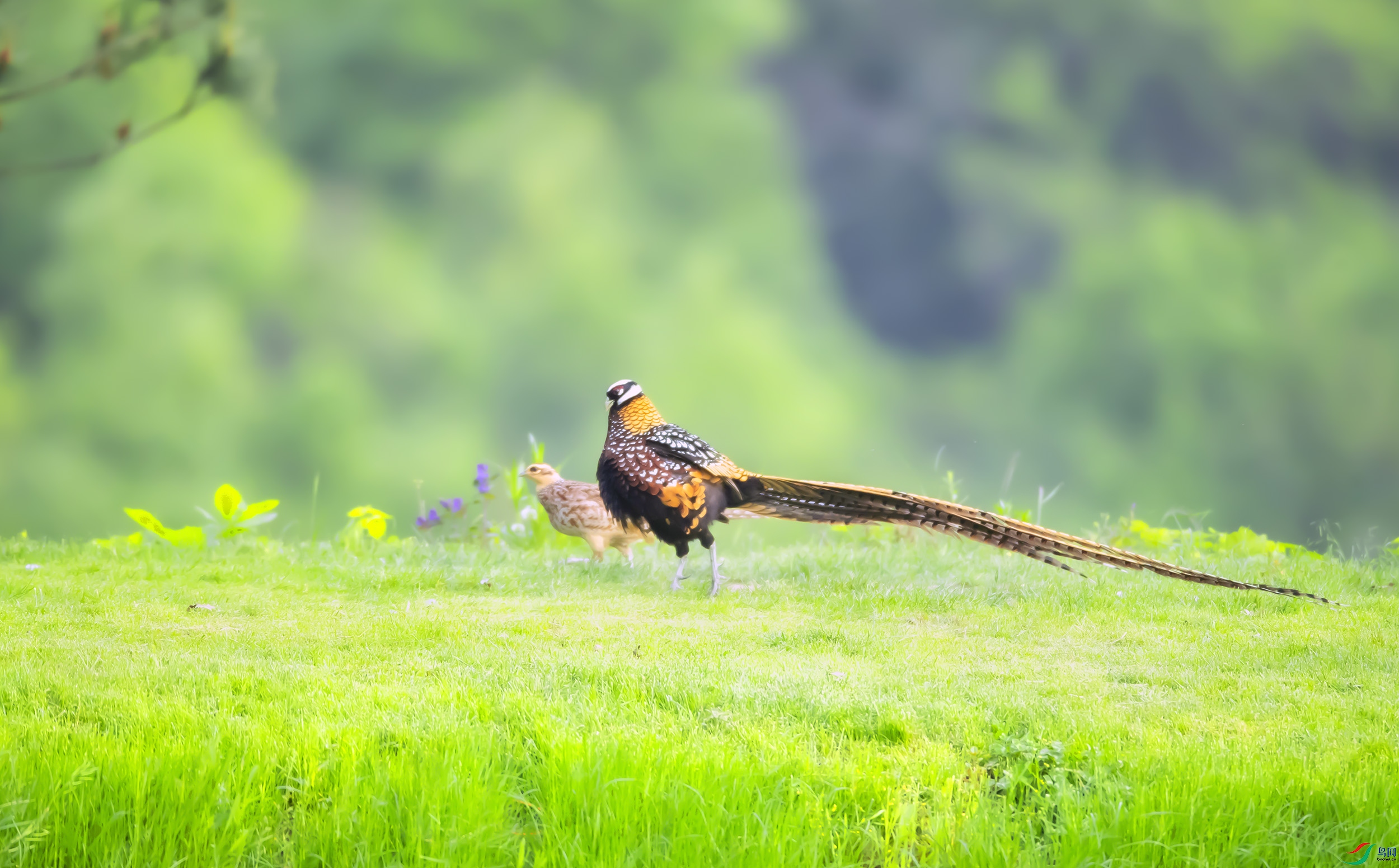 早安中国鸟网摄影师版