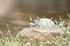 _C5R3467_����.jpg