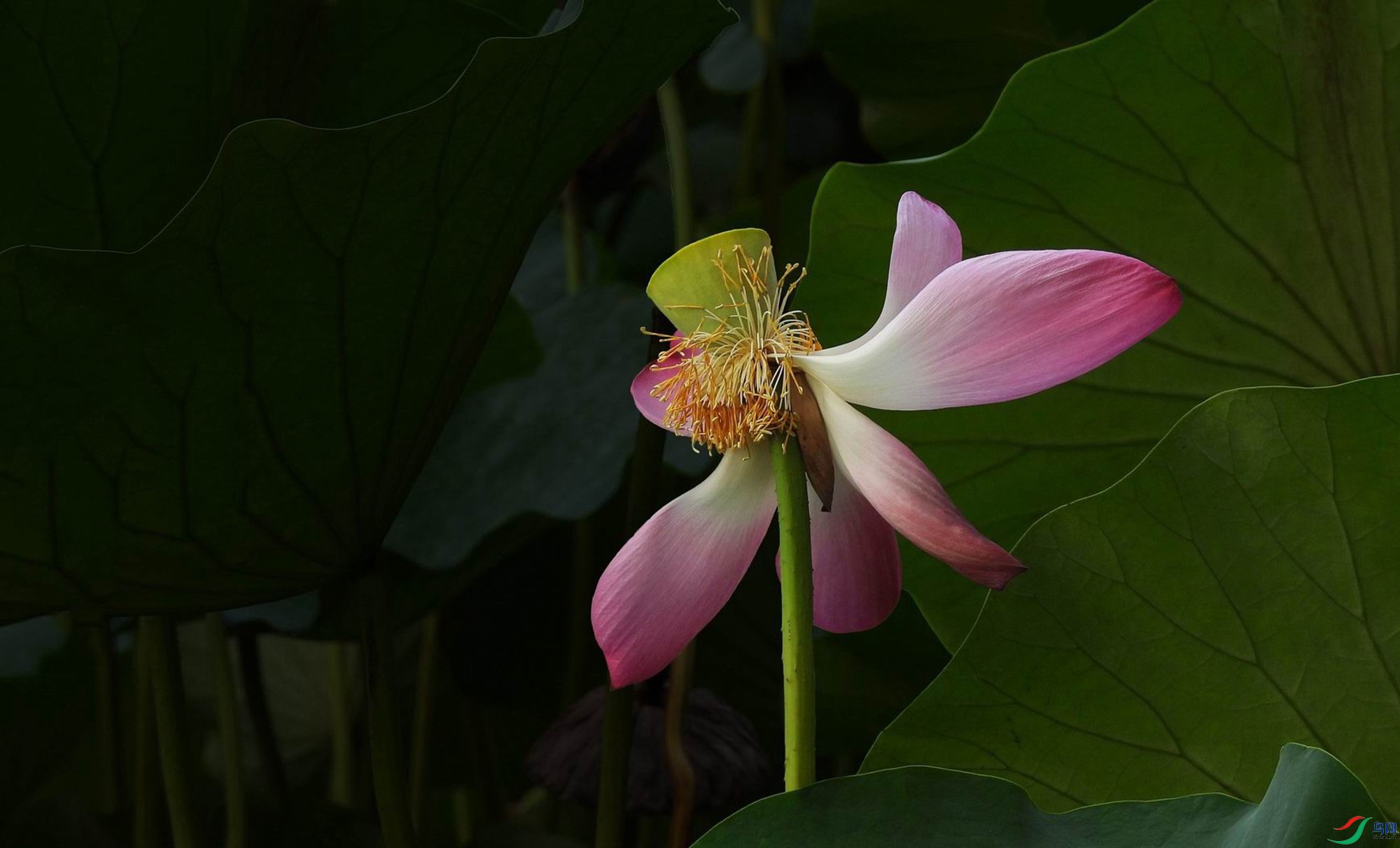 花落