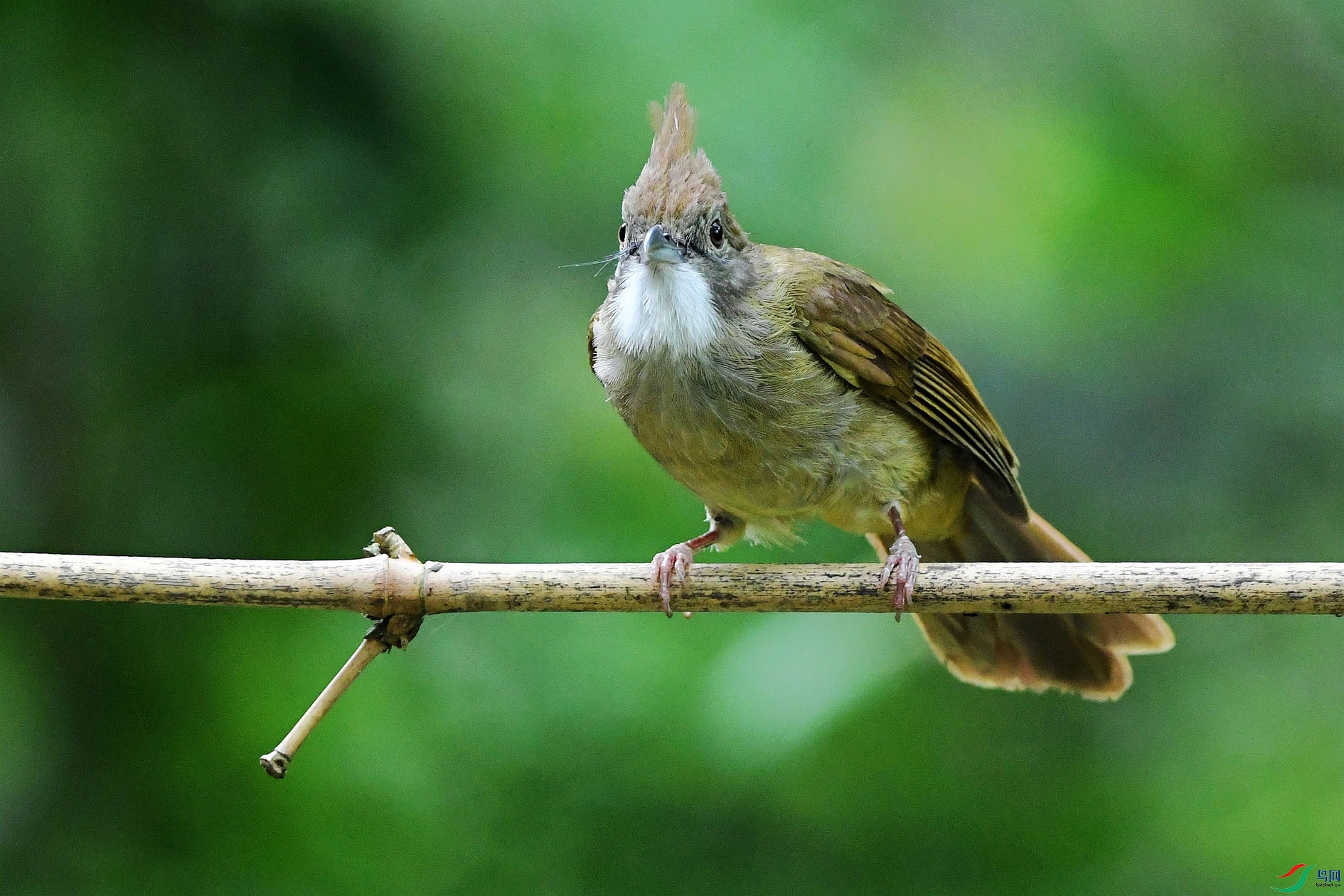 NIKON D5001414_����.jpg