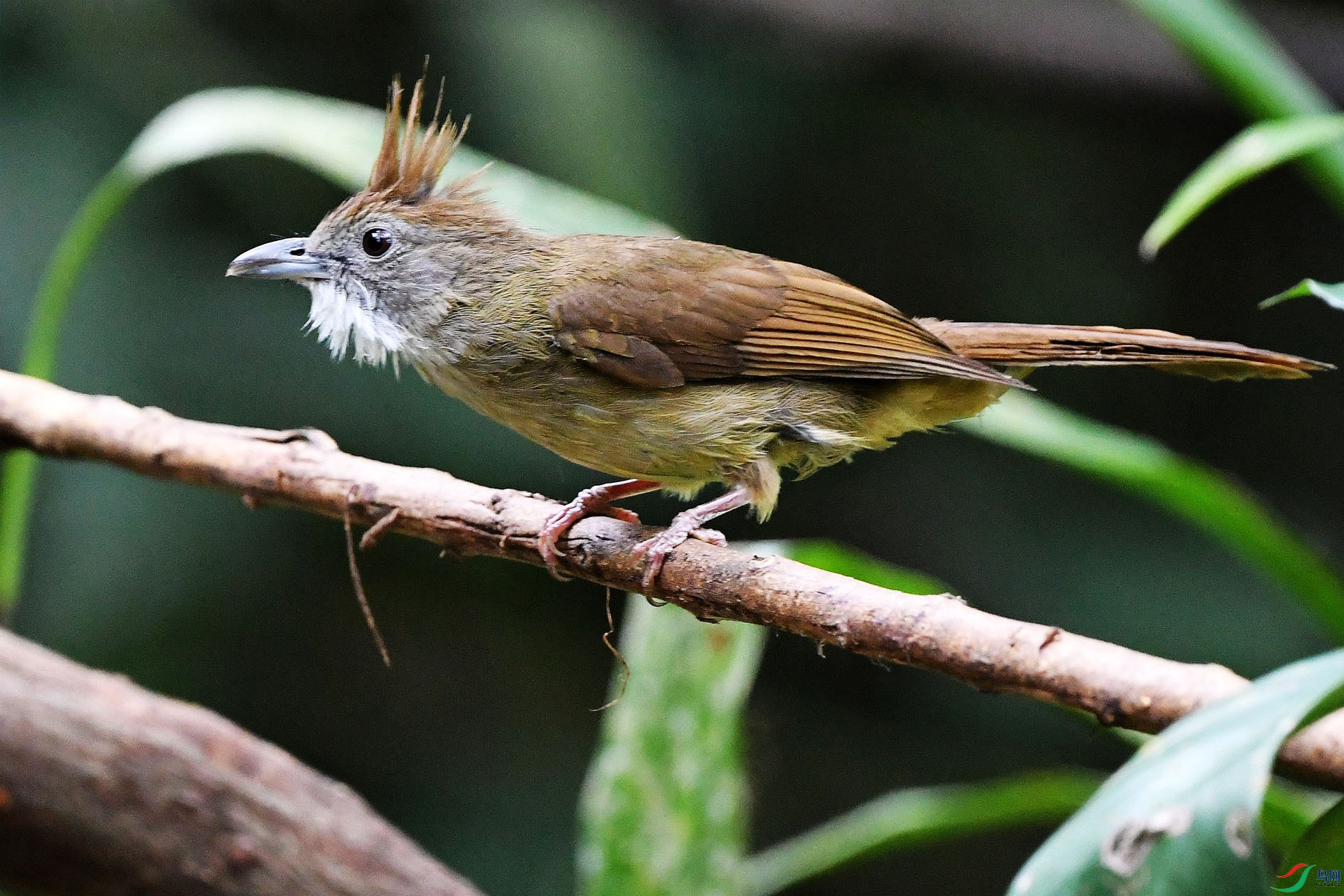 NIKON D5001131_����.jpg